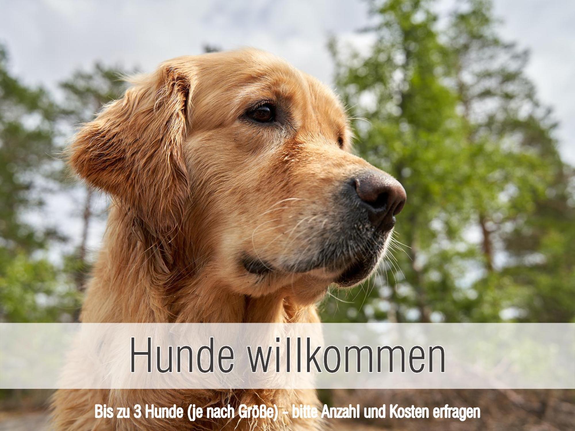 Huette41: Ganze Huette Nah Am See Mit Privatem Whirlpool, Sauna. Umzaeunt. Waldkirchen Buitenkant foto